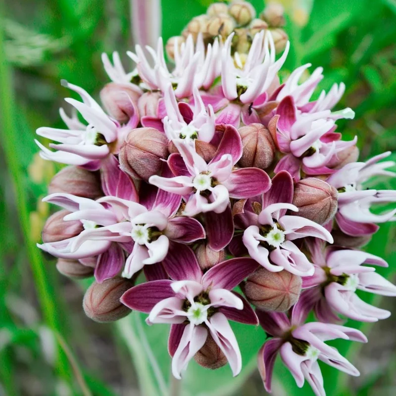 Showy Milkweed Seeds - Asclepias Speciosa - 50 Seeds - Native Wildflower for Pollinators - Image 4