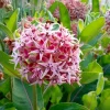 Showy Milkweed Seeds - Asclepias Speciosa - 50 Seeds - Native Wildflower for Pollinators - Image 1