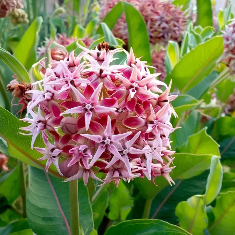 Showy Milkweed Seeds - Asclepias Speciosa - 50 Seeds - Native Wildflower for Pollinators - Image 1