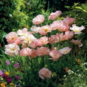 Silky Chiffon Poppy Seeds Appleblossom - 100 Seeds - Delicate Ornamental Outdoor Blooms - Image 3
