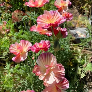 Silky Chiffon Poppy Seeds Appleblossom - 100 Seeds - Delicate Ornamental Outdoor Blooms - Image 6