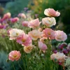 Silky Chiffon Poppy Seeds Appleblossom - 100 Seeds - Delicate Ornamental Outdoor Blooms - Image 1