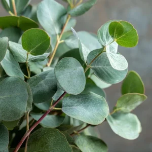 Silver Dollar Eucalyptus Seeds - 10 Count Eucalyptus Polyanthemos Fragrant - Image 5