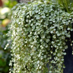 Silver Falls Dichondra Seeds - 10 Count, Cascading Foliage, Drought Tolerant - Image 2