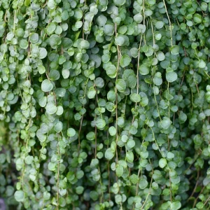 Silver Falls Dichondra Seeds - 10 Count, Cascading Foliage, Drought Tolerant - Image 3