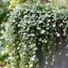 Silver Falls Dichondra Seeds - 10 Count, Cascading Foliage, Drought Tolerant - Image 1