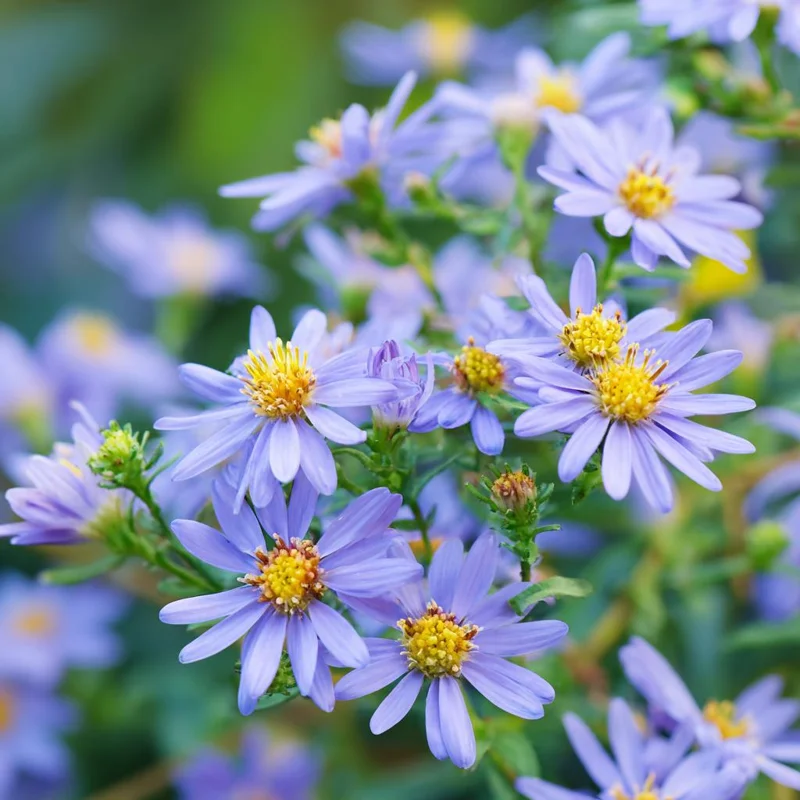 Smooth Blue Aster Seeds (Symphyotrichum laeve) - 500 Count, Perennial, Pollinator-Friendly - Image 2