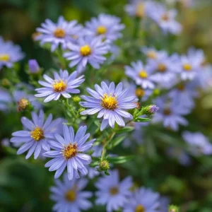 Smooth Blue Aster Seeds (Symphyotrichum laeve) - 500 Count, Perennial, Pollinator-Friendly - Image 3