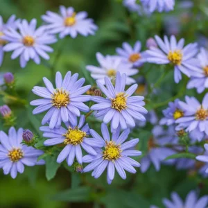 Smooth Blue Aster Seeds (Symphyotrichum laeve) - 500 Count, Perennial, Pollinator-Friendly - Image 4