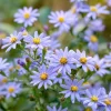 Smooth Blue Aster Seeds (Symphyotrichum laeve) - 500 Count, Perennial, Pollinator-Friendly - Image 1
