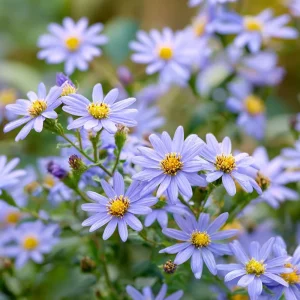 Smooth Blue Aster Seeds (Symphyotrichum laeve) - 500 Count, Perennial, Pollinator-Friendly - Image 1