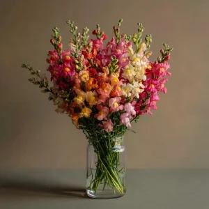 Snapdragon Flower Seeds – Mixed Rainbow Colors – 2000+ Seeds – Tall – Attracts Pollinators - Image 7