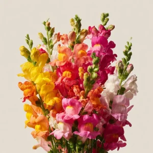 Snapdragon Flower Seeds Rainbow Mix - 2000+ Seeds, Tall Blooms, Attracts Pollinators - Image 1