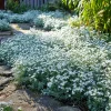 Snow in Summer Seeds - Cerastium Tomentosum - 500 Seeds - Silvery Groundcover Perennial - Image 1