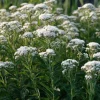 Snow White Boneset Seeds - Eupatorium Perfoliatum - 200 Seeds for Pollinator Gardens - Image 1