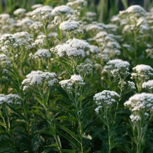 Snow White Boneset Seeds - Eupatorium Perfoliatum - 200 Seeds for Pollinator Gardens - Image 1