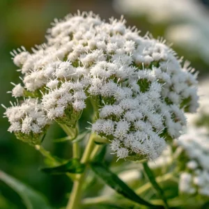 Snow White Boneset Seeds - Eupatorium Perfoliatum - 200 Seeds for Pollinator Gardens - Image 3