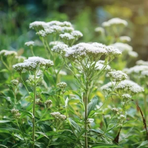 Snow White Boneset Seeds - Eupatorium Perfoliatum - 200 Seeds for Pollinator Gardens - Image 4
