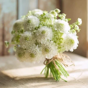 Snowmaiden Scabiosa Seeds - 50 Count - Elegant White Pincushion Flowers for Garden - Image 2