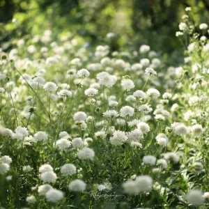 Snowmaiden Scabiosa Seeds - 50 Count - Elegant White Pincushion Flowers for Garden - Image 3