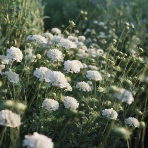 Snowmaiden Scabiosa Seeds - 50 Count - Elegant White Pincushion Flowers for Garden - Image 4