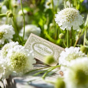 Snowmaiden Scabiosa Seeds - 50 Count - Elegant White Pincushion Flowers for Garden - Image 5