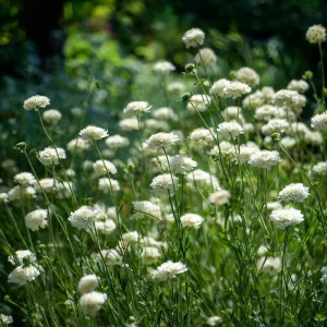 Snowmaiden Scabiosa Seeds - 50 Count - Elegant White Pincushion Flowers for Garden - Image 6