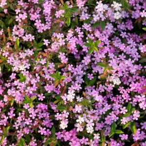 Soapwort Seeds - Saponaria Officinalis Fragrant Pink Blooms, 300 Seeds, Outdoor Perennial - Image 3