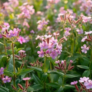 Soapwort Seeds - Saponaria Officinalis Fragrant Pink Blooms, 300 Seeds, Outdoor Perennial - Image 4