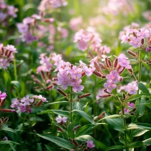 Soapwort Seeds - Saponaria Officinalis Fragrant Pink Blooms, 300 Seeds, Outdoor Perennial - Image 5
