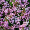Soapwort Seeds - Saponaria Officinalis Fragrant Pink Blooms, 300 Seeds, Outdoor Perennial - Image 1