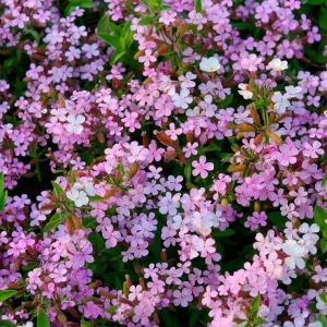 Soapwort Seeds - Saponaria Officinalis Fragrant Pink Blooms, 300 Seeds, Outdoor Perennial - Image 1