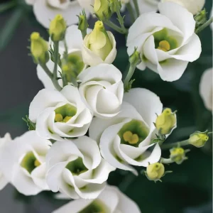 Solo White Lisianthus F1 Seeds - 25 Count Pure White Blooms for Garden & Cut Flowers - Image 2