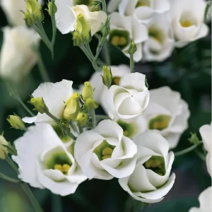 Solo White Lisianthus F1 Seeds - 25 Count Pure White Blooms for Garden & Cut Flowers - Image 4