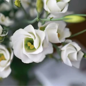 Solo White Lisianthus F1 Seeds - 25 Count Pure White Blooms for Garden & Cut Flowers - Image 5