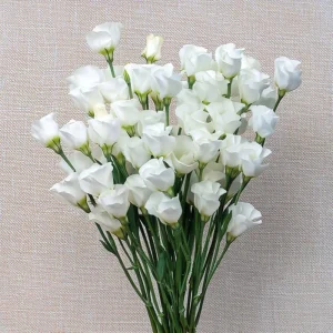 Solo White Lisianthus F1 Seeds - 25 Count Pure White Blooms for Garden & Cut Flowers - Image 6