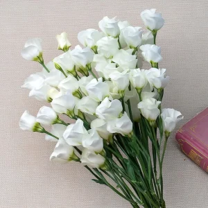 Solo White Lisianthus F1 Seeds - 25 Count Pure White Blooms for Garden & Cut Flowers - Image 1