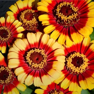 Sombrero Zinnia Seeds - 50 Seeds, Bi-Color Summer Blooms for Pollinators - Image 2