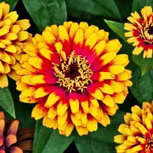Sombrero Zinnia Seeds - 50 Seeds, Bi-Color Summer Blooms for Pollinators - Image 3