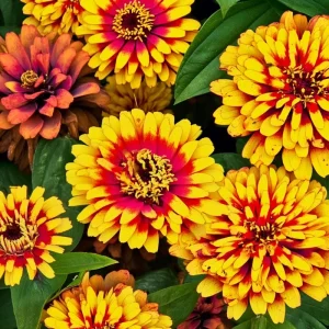 Sombrero Zinnia Seeds - 50 Seeds, Bi-Color Summer Blooms for Pollinators - Image 4