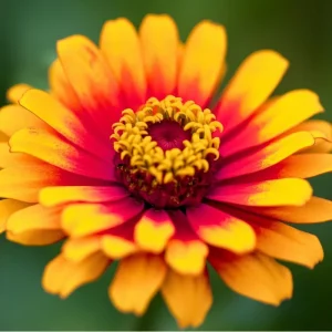 Sombrero Zinnia Seeds - 50 Seeds, Bi-Color Summer Blooms for Pollinators - Image 5
