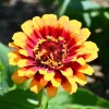 Sombrero Zinnia Seeds - 50 Seeds, Bi-Color Summer Blooms for Pollinators - Image 1