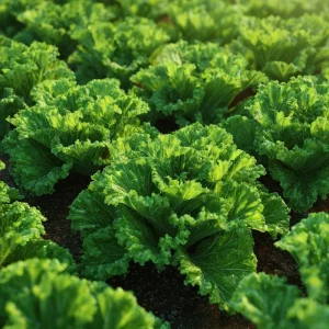 Southern Giant Curled Mustard Greens Seeds - Heirloom, 300 Seed Packet, Outdoor - Image 2