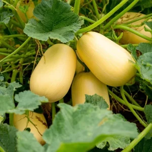Spaghetti Winter Squash Seeds - 25 Seeds, Easy-to-Grow Vegetable for Gardens & Containers - Image 3