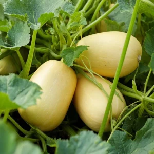 Spaghetti Winter Squash Seeds - 25 Seeds, Easy-to-Grow Vegetable for Gardens & Containers - Image 6