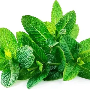 Spearmint Live Plant - Fresh Mint Herb in 4 Inch Pot - Indoor/Outdoor - Image 2