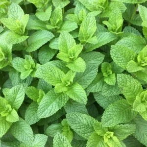 Spearmint Live Plant - Fresh Mint Herb in 4 Inch Pot - Indoor/Outdoor - Image 3