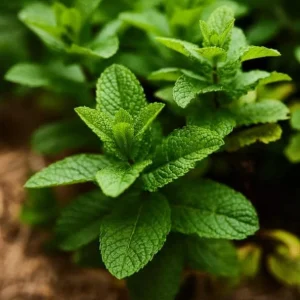 Spearmint Live Plant - Fresh Mint Herb in 4 Inch Pot - Indoor/Outdoor - Image 4