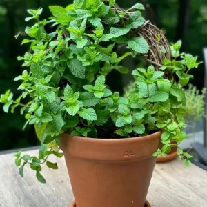 Spearmint Live Plant - Fresh Mint Herb in 4 Inch Pot - Indoor/Outdoor - Image 5