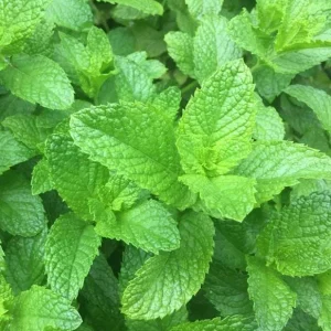 Spearmint Live Plant - Fresh Mint Herb in 4 Inch Pot - Indoor/Outdoor - Image 6